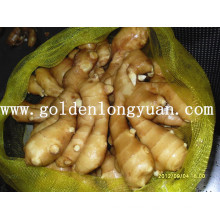 Chinese Fresh Ginger in Mesh Bag